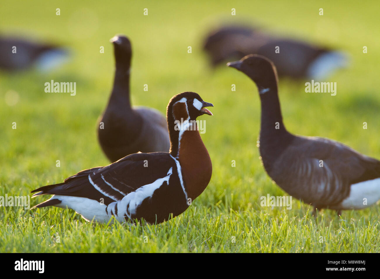 Roodhalsgans in weiland, Red-breasted Goose in meadow Stock Photo