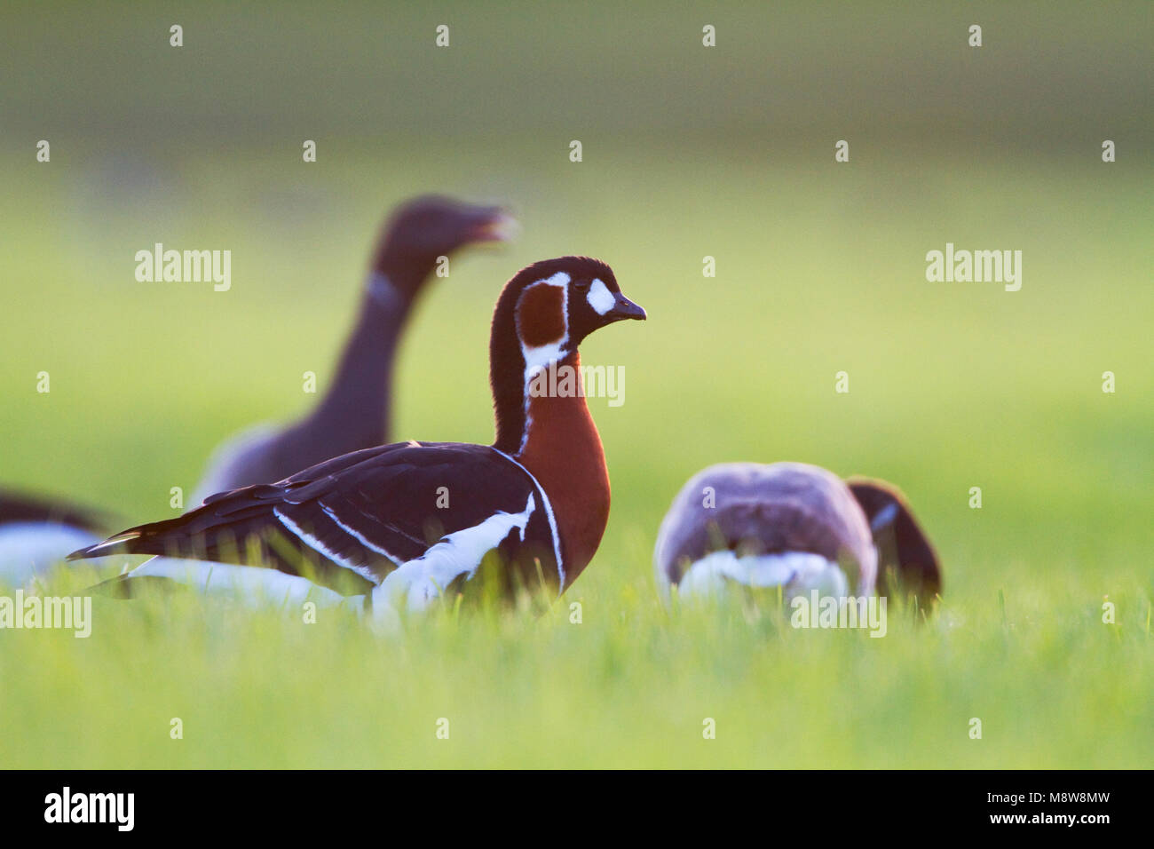 Roodhalsgans in weiland, Red-breasted Goose in meadow Stock Photo