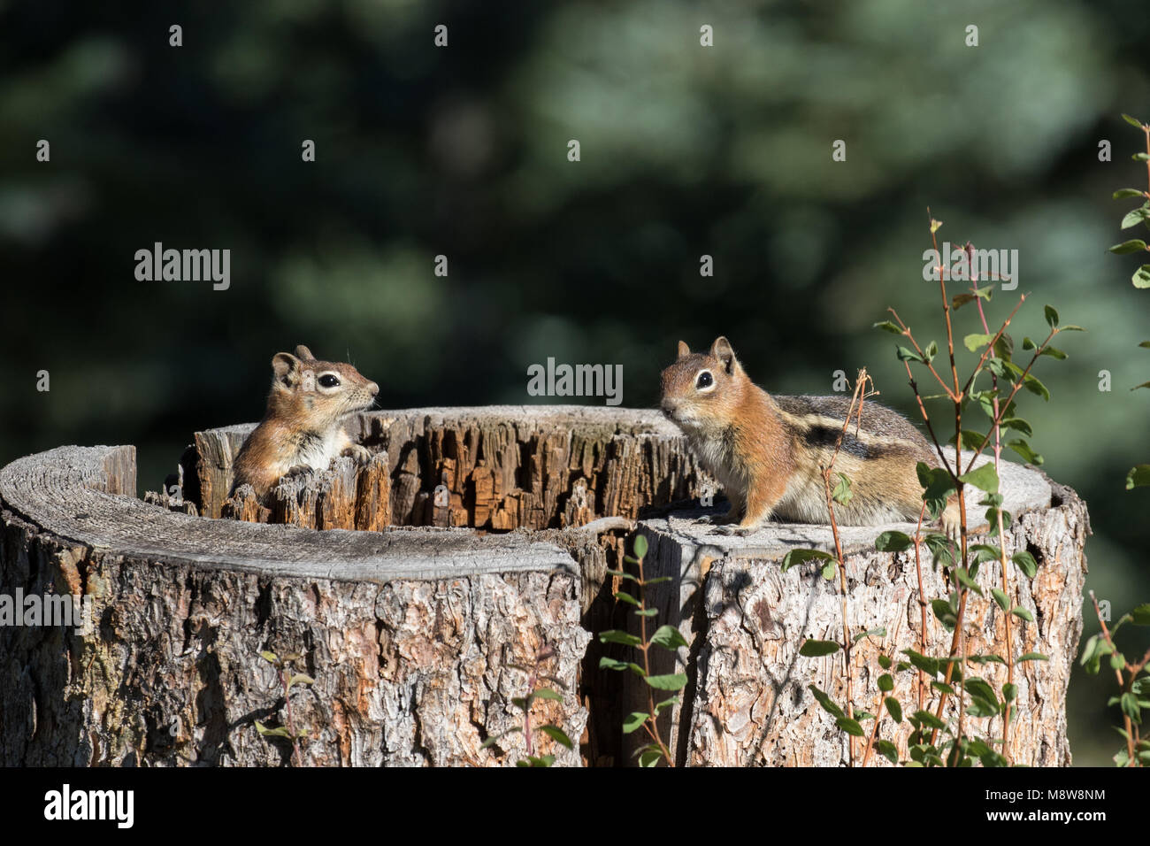 A pair of golden-mantled ground squirrels on stump Stock Photo
