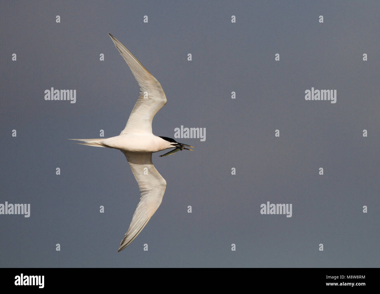 Grote stern volwassen vliegend met prooi in bek; Sandwich Tern adult flying with prey in its beak Stock Photo