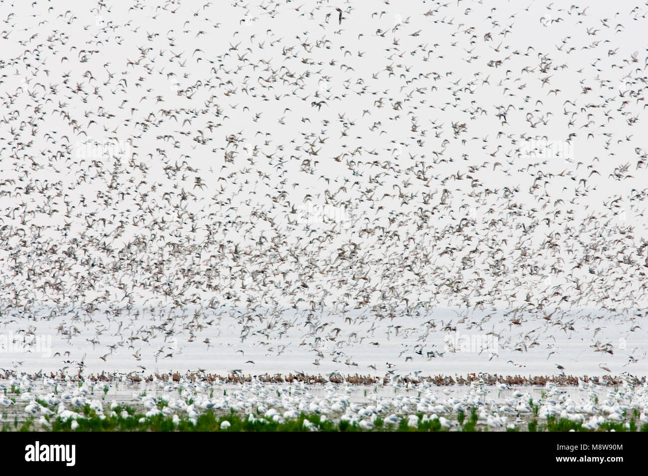 Vogels over de Waddenzee, Birds at the Waddensea Stock Photo