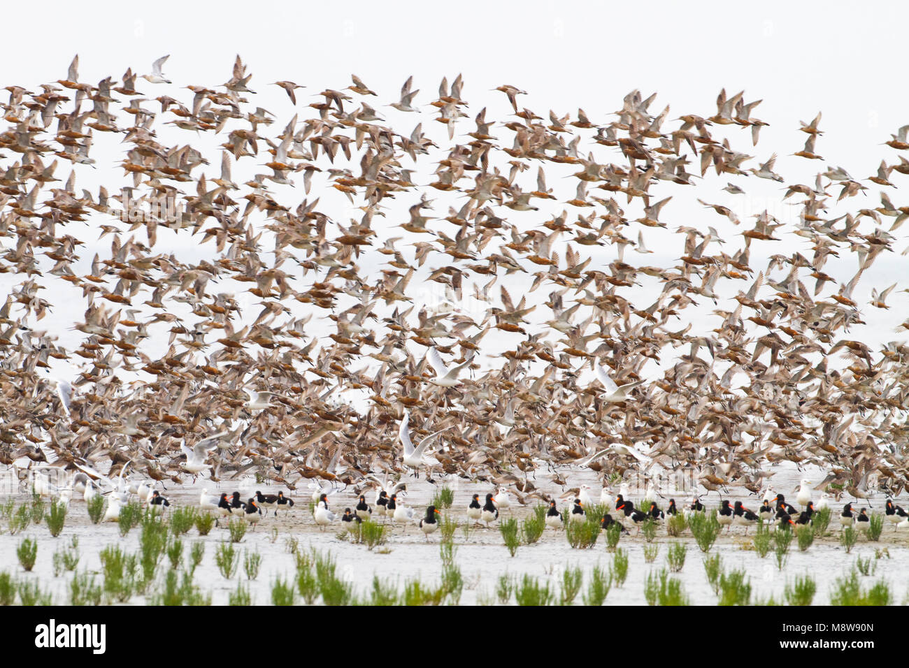 Vogels over de Waddenzee, Birds at the Waddensea Stock Photo