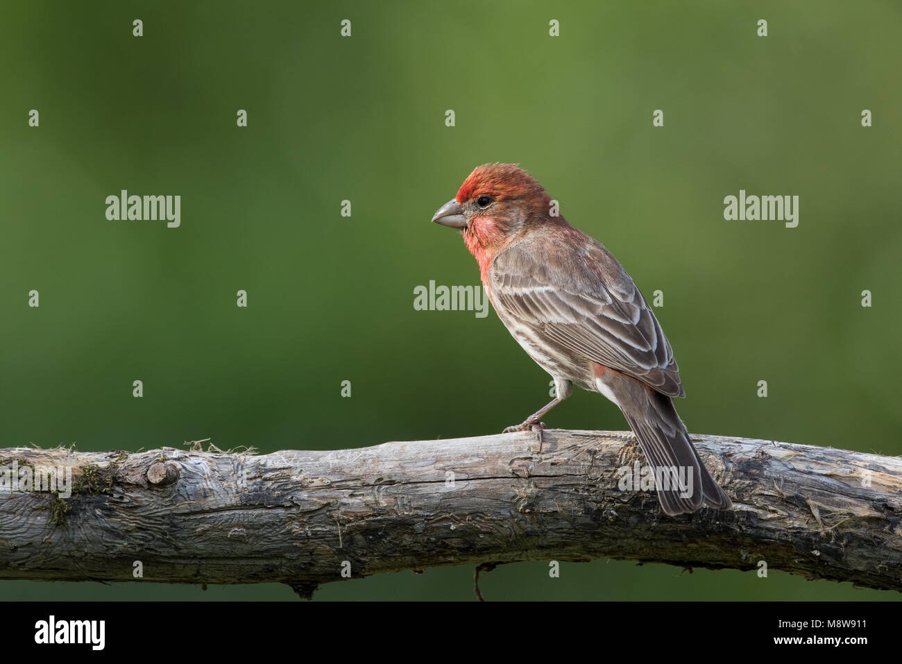A male house finch in mating plumage Stock Photo