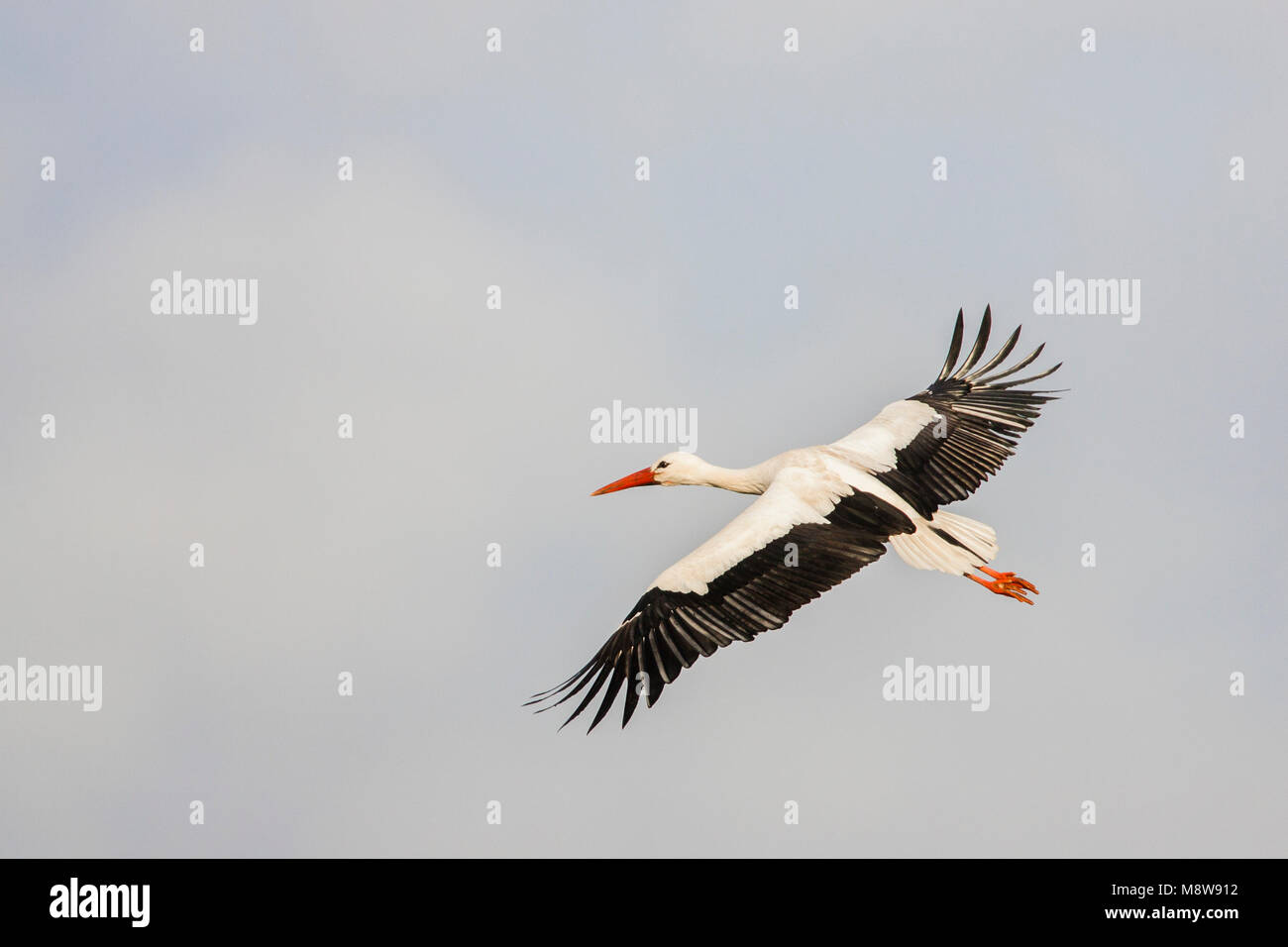 Ooievaar vliegend; White Stork flying Stock Photo