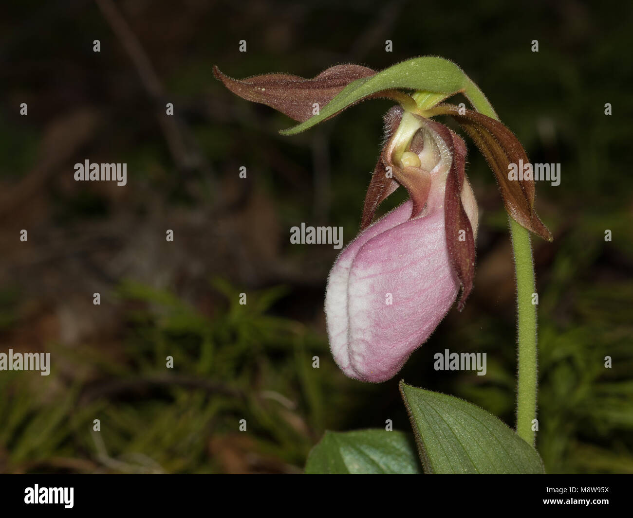 Pink lady's slipper orchid from the Blue Ridge Mountains of north Georgia, USA Stock Photo