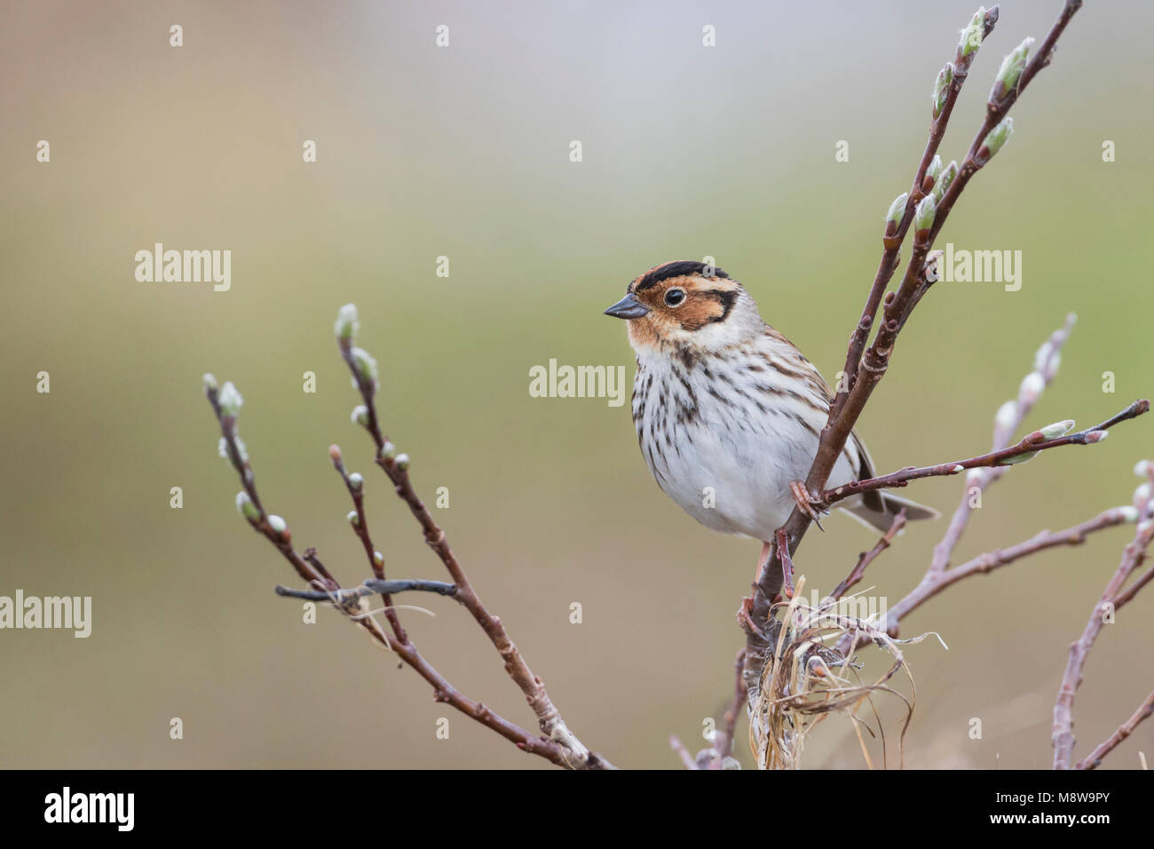 Little Buntint - Zwergammer - Emberiza pusilla, Russia Stock Photo