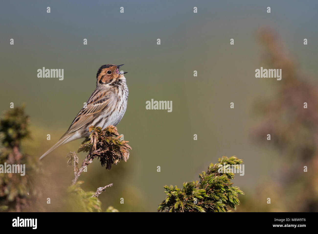 Little Buntint - Zwergammer - Emberiza pusilla, Russia Stock Photo