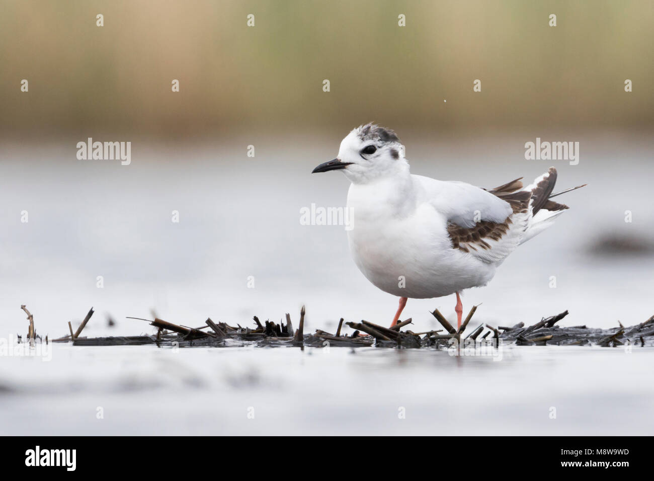Dwergmeeuw, Little Gull, Hydrocoloeus minutus, Russia (Tscheljabinsk), 1st S Stock Photo