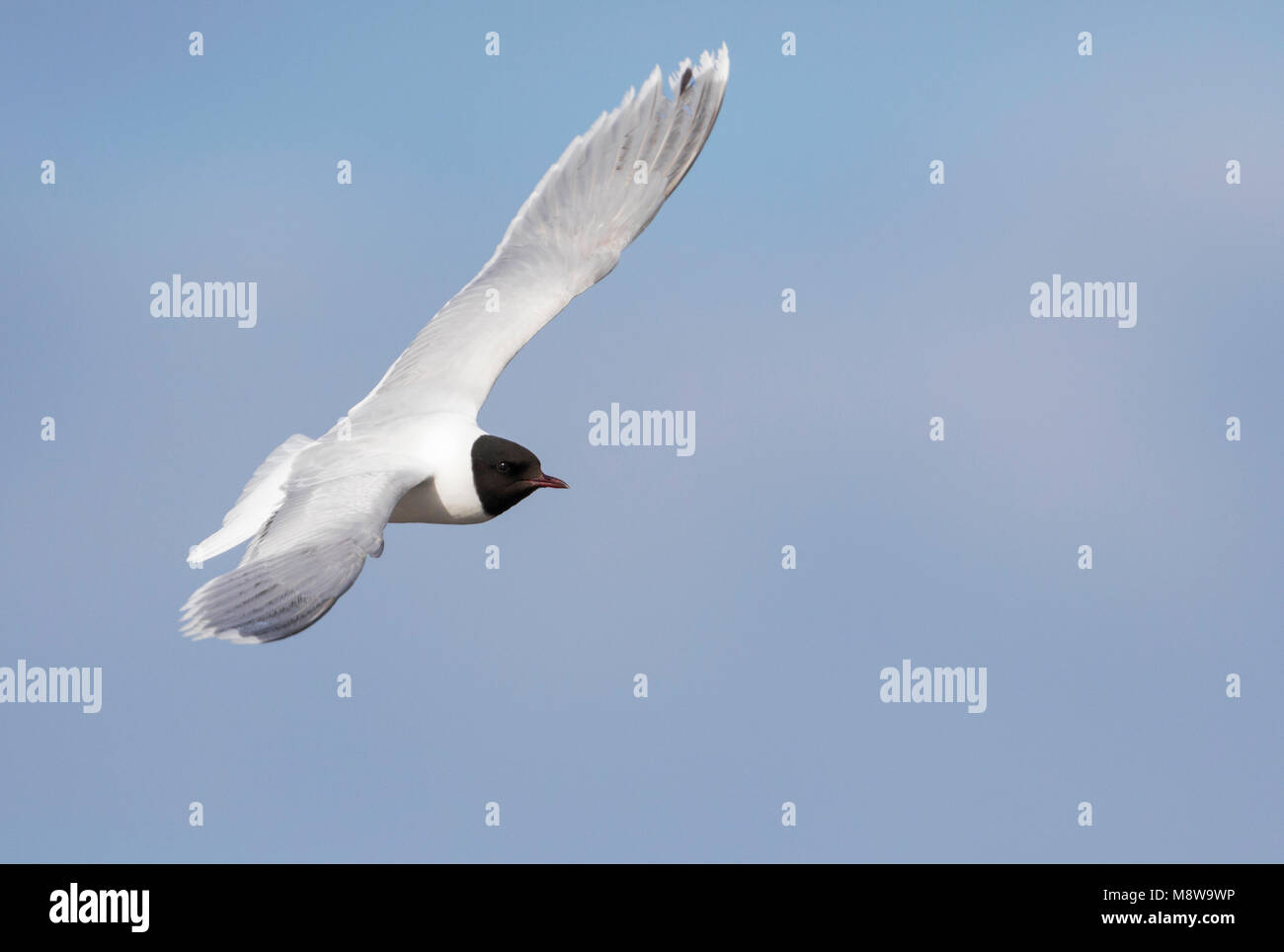 Dwergmeeuw, Little Gull, Hydrocoloeus minutus, Russia (Tscheljabinsk), adult Stock Photo