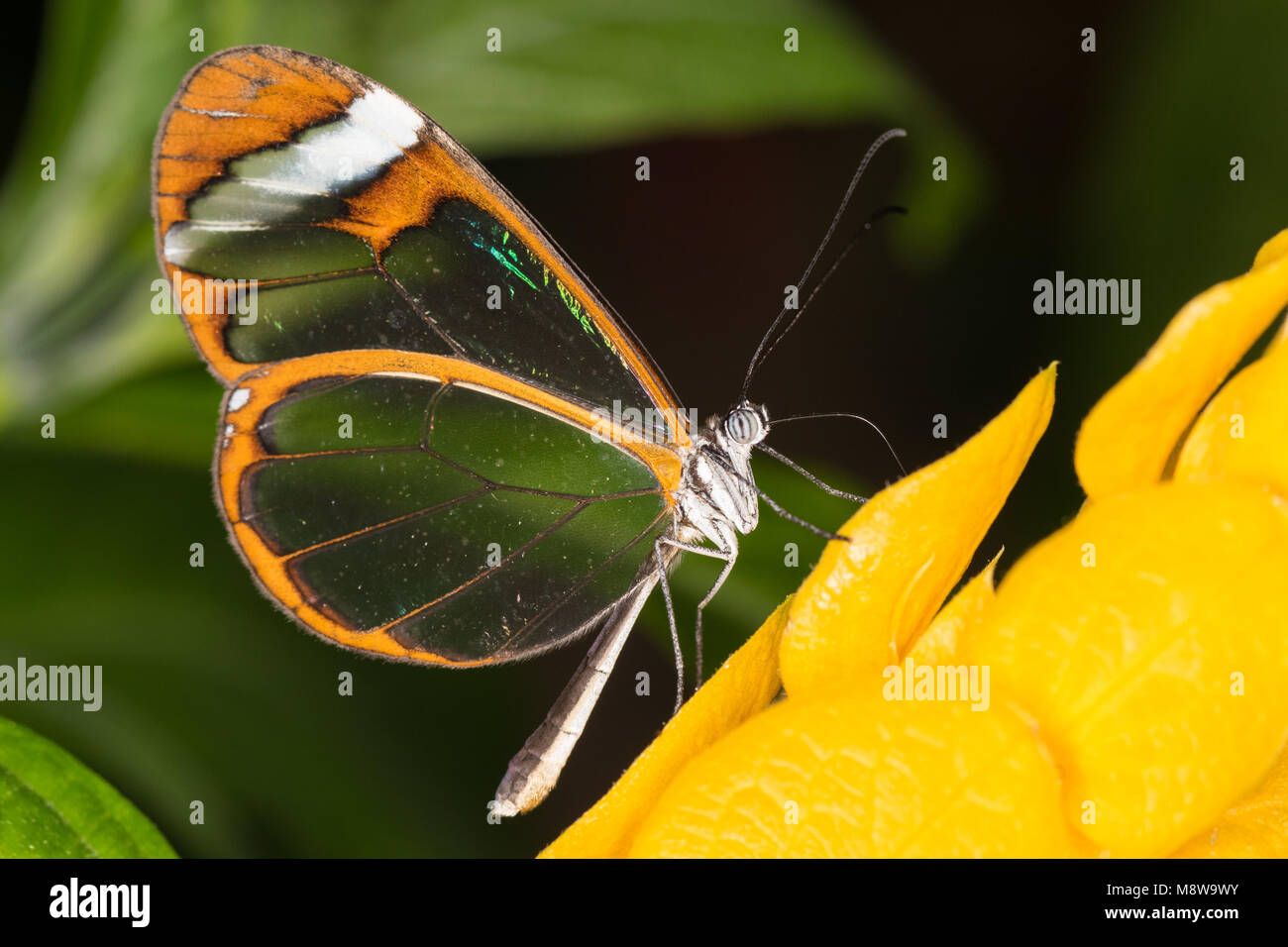 Glasswing butterfly feeding from a plant Stock Photo