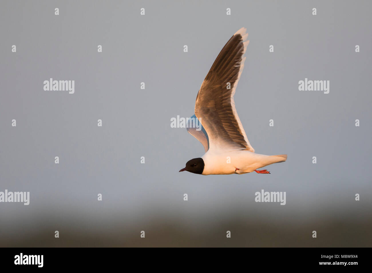 Dwergmeeuw, Little Gull, Hydrocoloeus minutus, Russia (Tscheljabinsk), adult Stock Photo