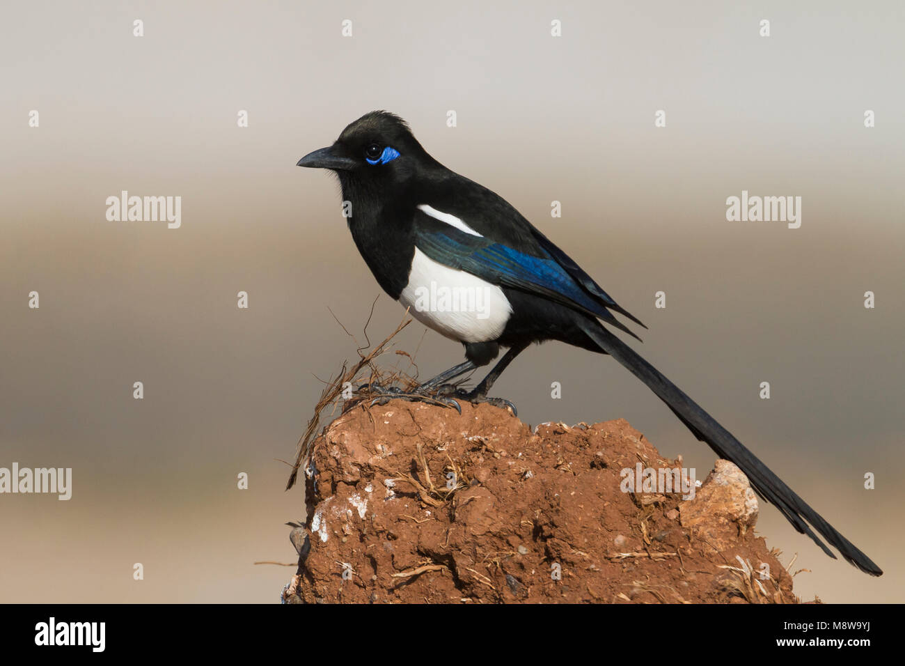 Maghrebekster, Maghreb Magpie, Pica mauretanica, Morocco, adult Stock Photo