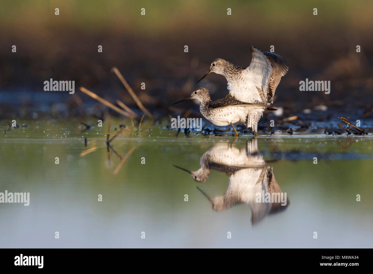 Marsh Sandpiper - Teichwasserläufer - Tringa stagnatilis, Russia (Tscheljabinsk), adult, breeding plumage Stock Photo
