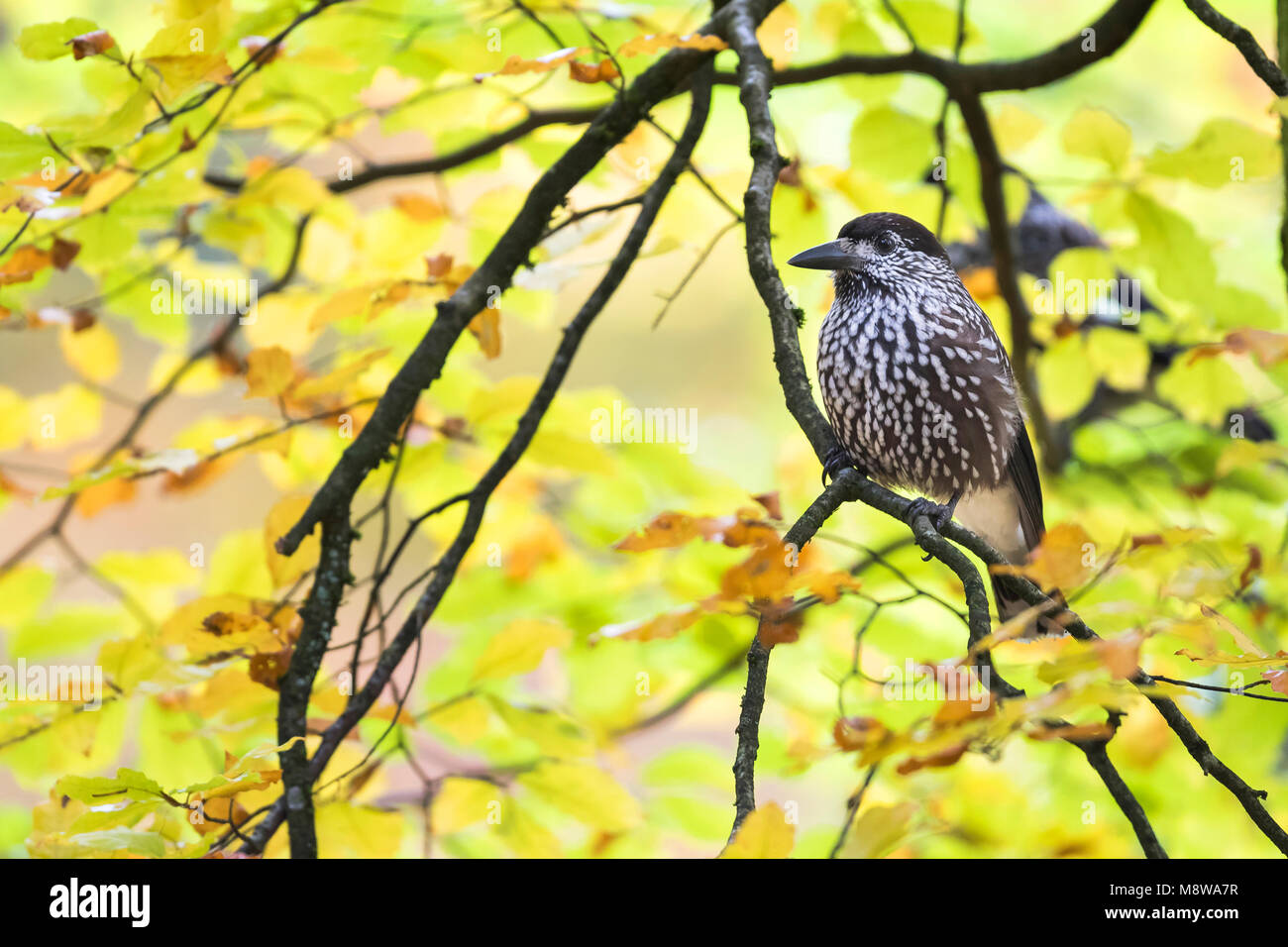 Spotted nutcracker nucifraga caryocatactes hires stock photography and