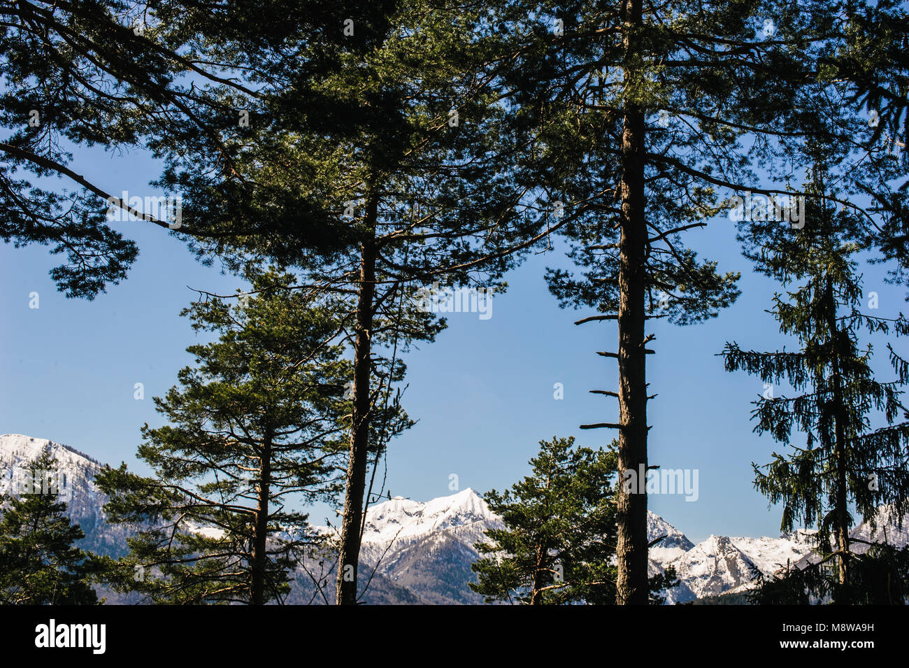 Alpine valley high coniferous forest in spring, tall blue sky trees and ...