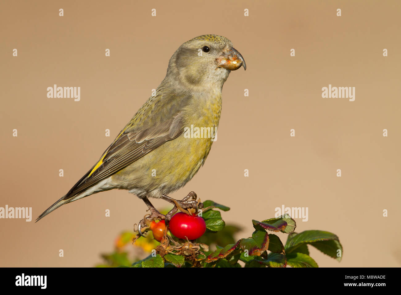 Parrot Crossbill - Kiefernkreuzschnabel - Loxia pytyopsittacus, Germany. female Stock Photo