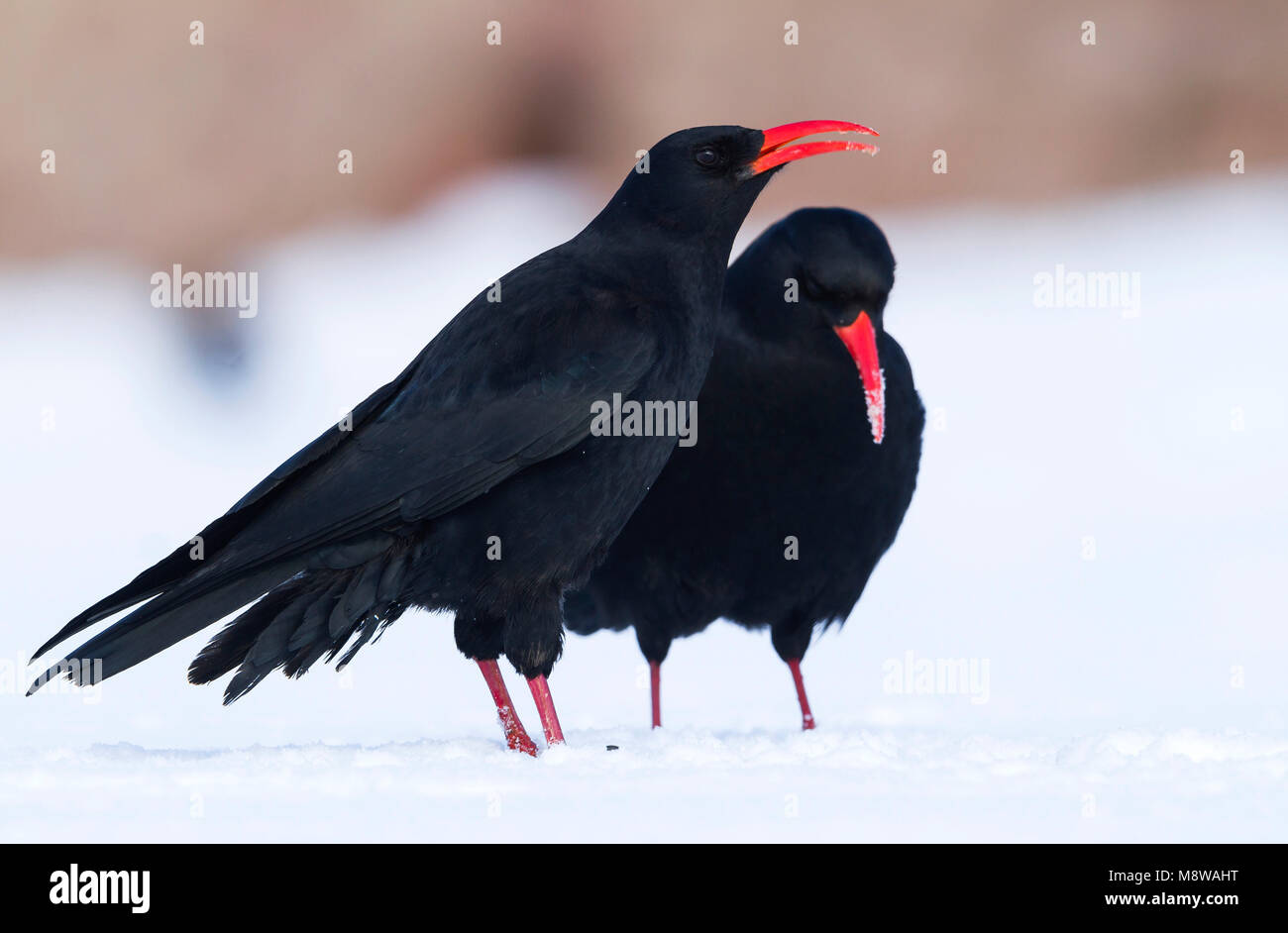 Alpenkraai, Red-billed Chough, Pyrrhocorax pyrrhocorax barbarus, Morocco, adult Stock Photo