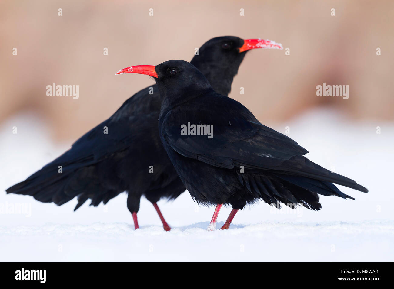 Alpenkraai, Red-billed Chough, Pyrrhocorax pyrrhocorax barbarus, Morocco, adult Stock Photo