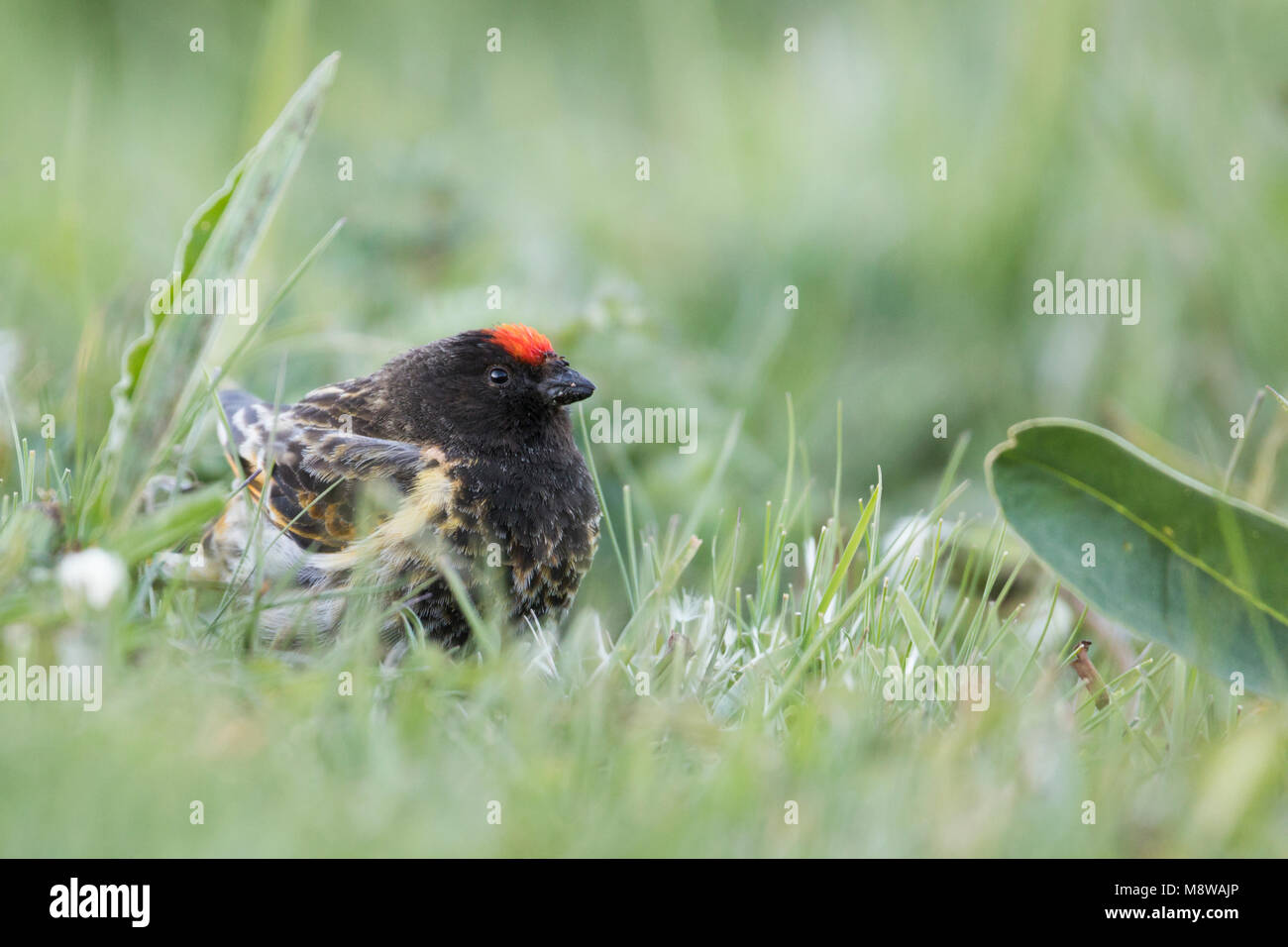 Red-fronted Serin - Rotstirngirlitz - Serinus pusillus: Kyrgyzstan Stock Photo