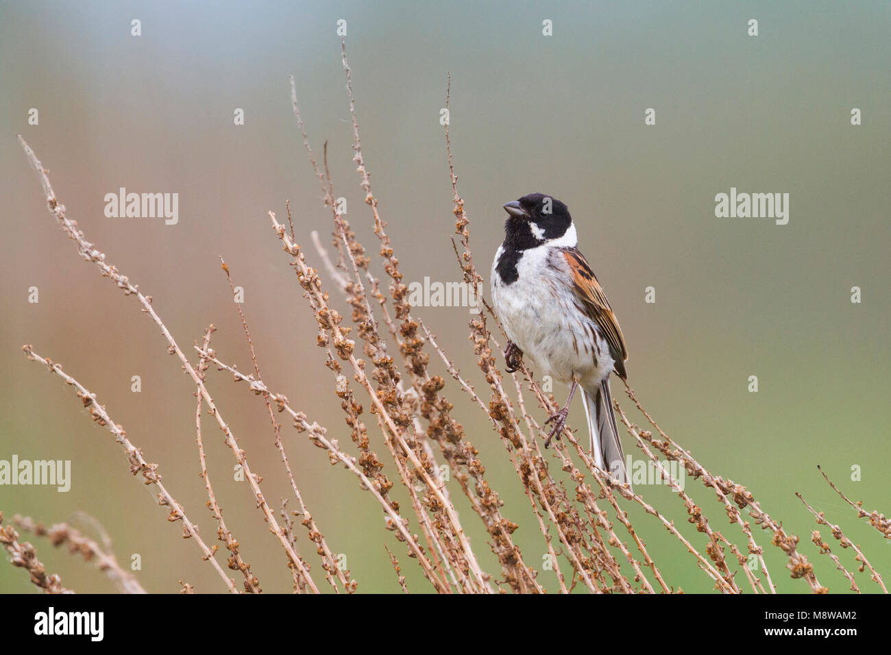 Reed Bunting - Rohrammer - Emberiza schoeniclus ssp. stresemanni, Hungary, adult male Stock Photo