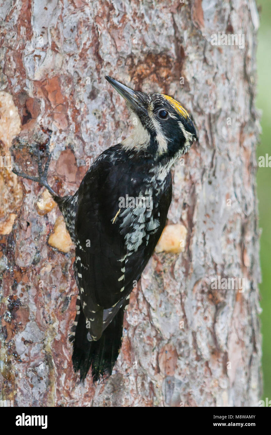 Drieteenspecht in Oostenrijkse Alpen; Three-toed Woodpecker ( Picoides tridactylus alpinus) in Austrian Alps Stock Photo