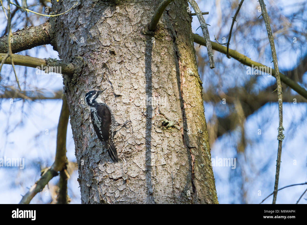 Drieteenspecht in Oostenrijkse Alpen; Three-toed Woodpecker ( Picoides tridactylus alpinus) in Austrian Alps Stock Photo