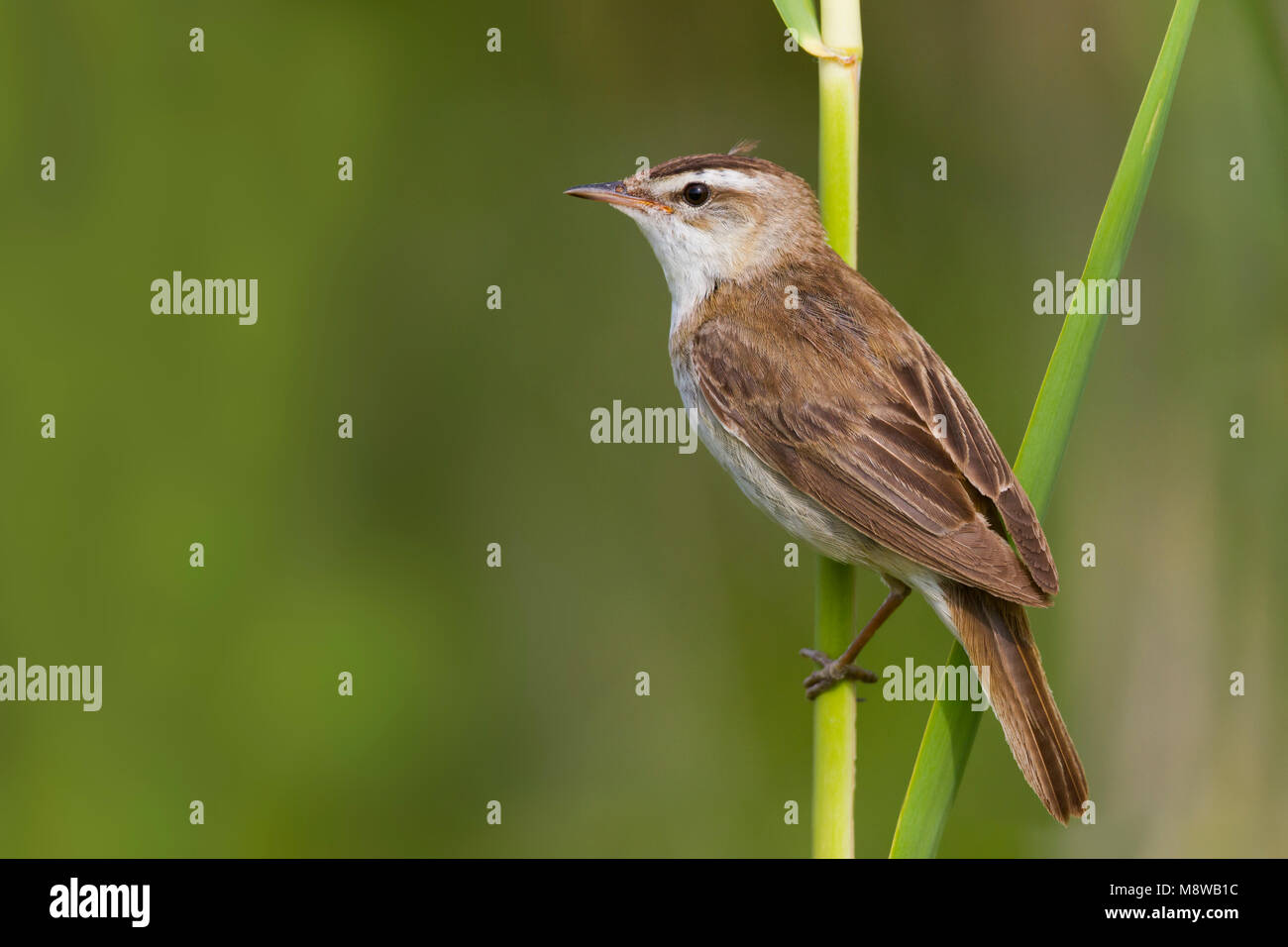 Rietzanger, Sedge Warbler, Acrocephalus schoenobaenus, Austria Stock ...