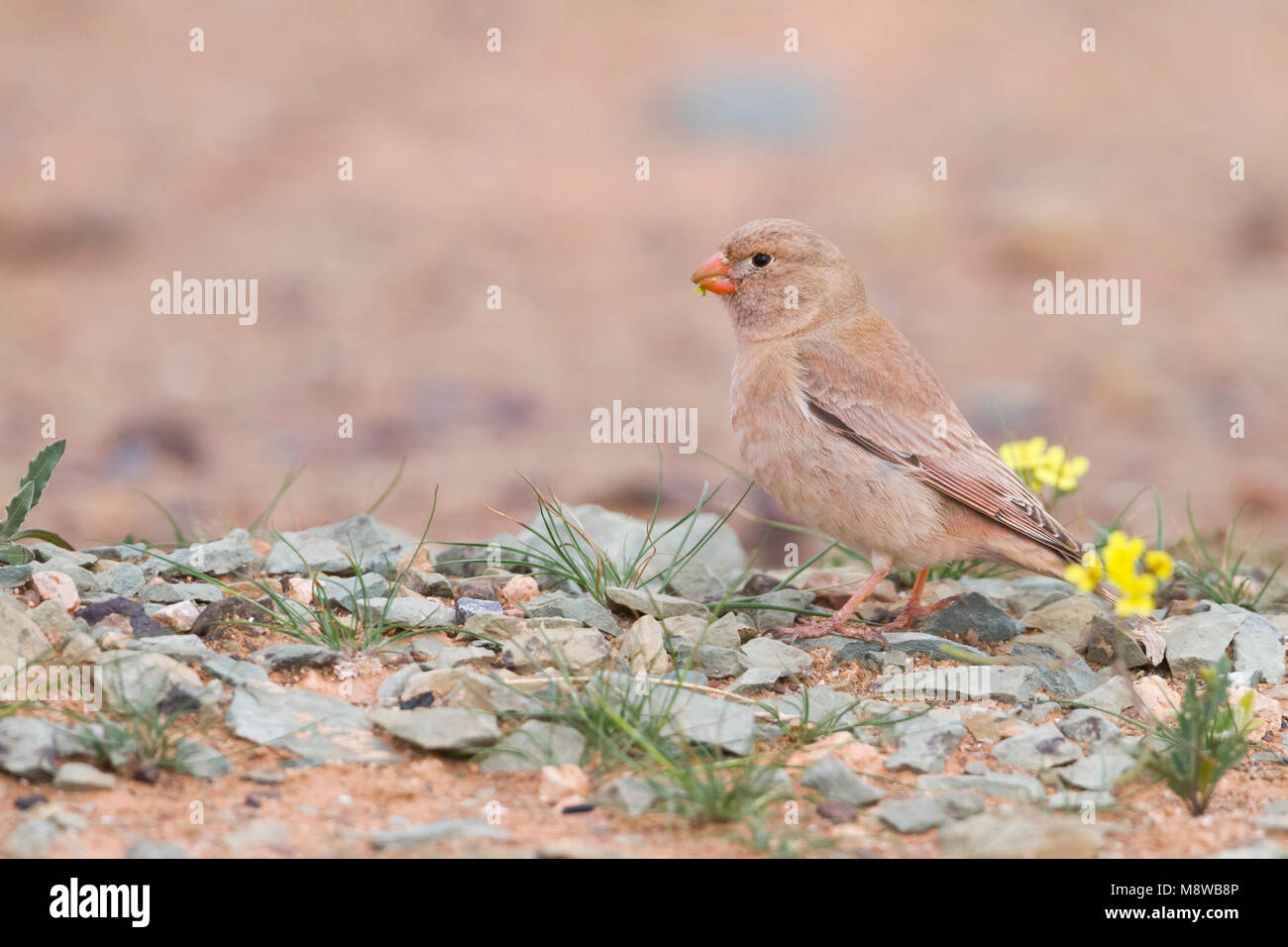 Trumpeter Finch - Wüstengimpel - Bucanetes githagineus ssp. zedlitzi, Morocco Stock Photo