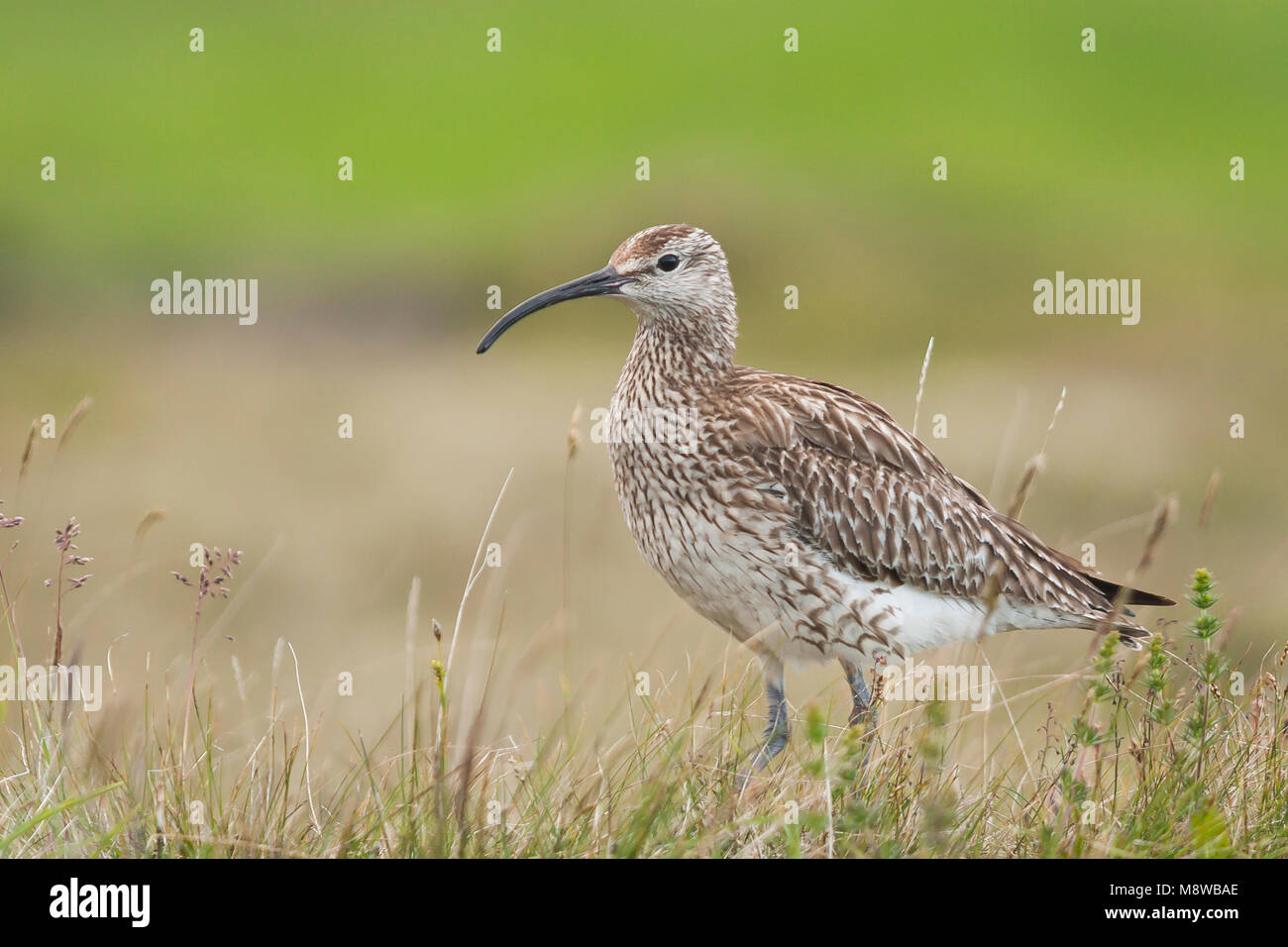 regenwulp-whimbrel-numenius-phaeopus-ssp-islandicus-iceland-adult