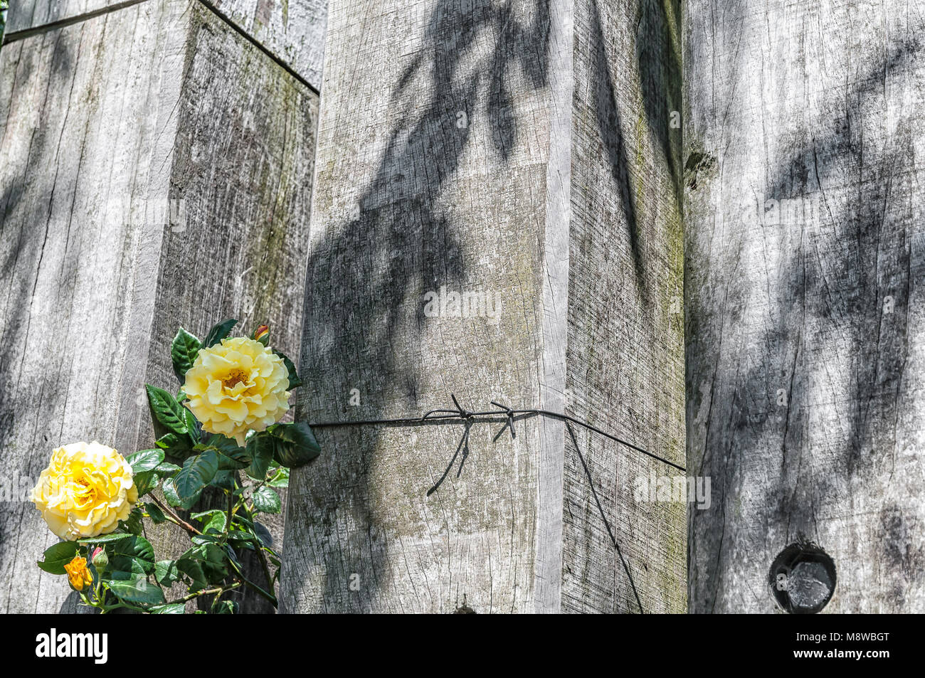 yellow flowers with green leaves attached to wooden sleepers Stock Photo