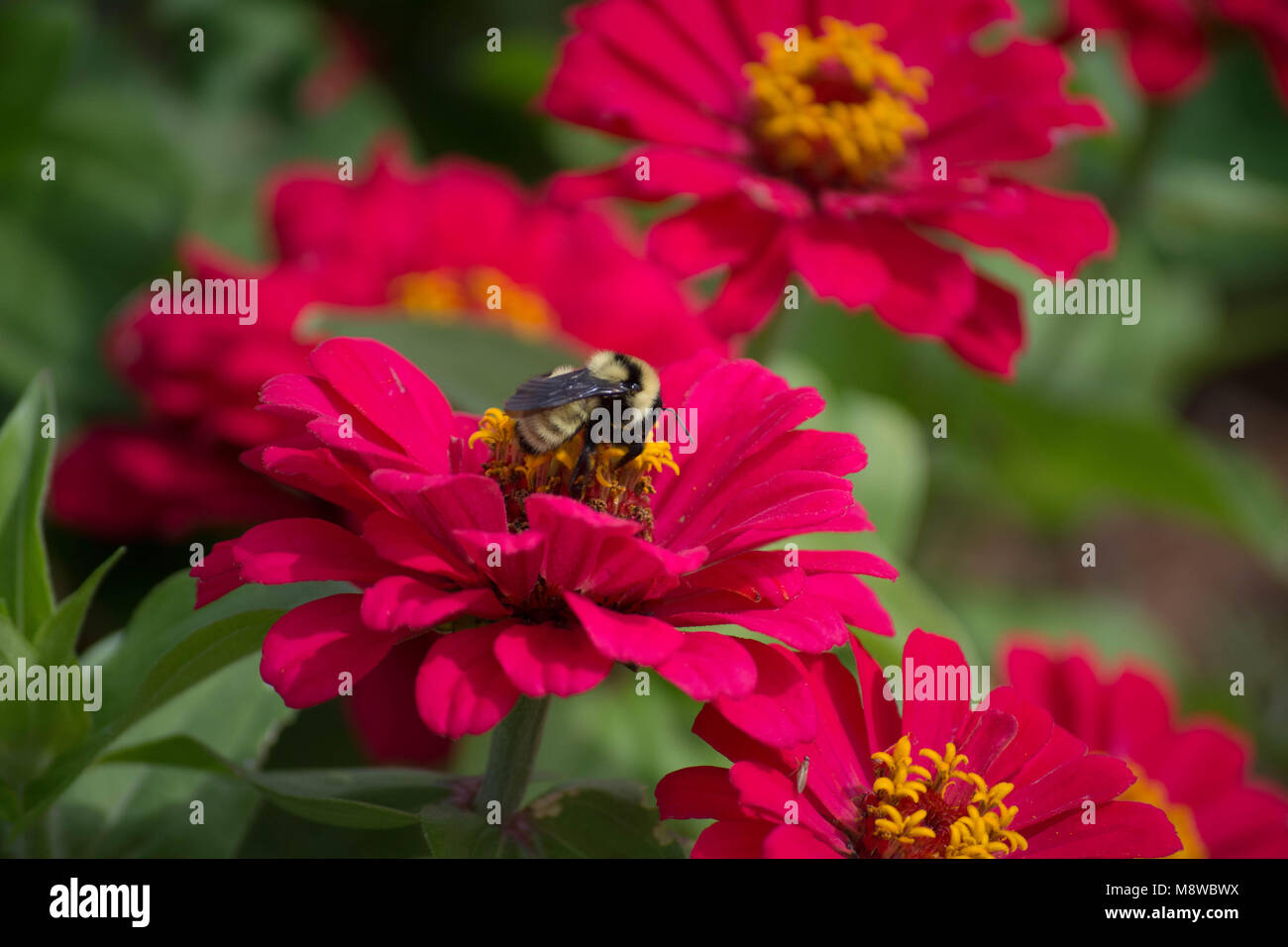 bumble bee pollinating a flower Stock Photo