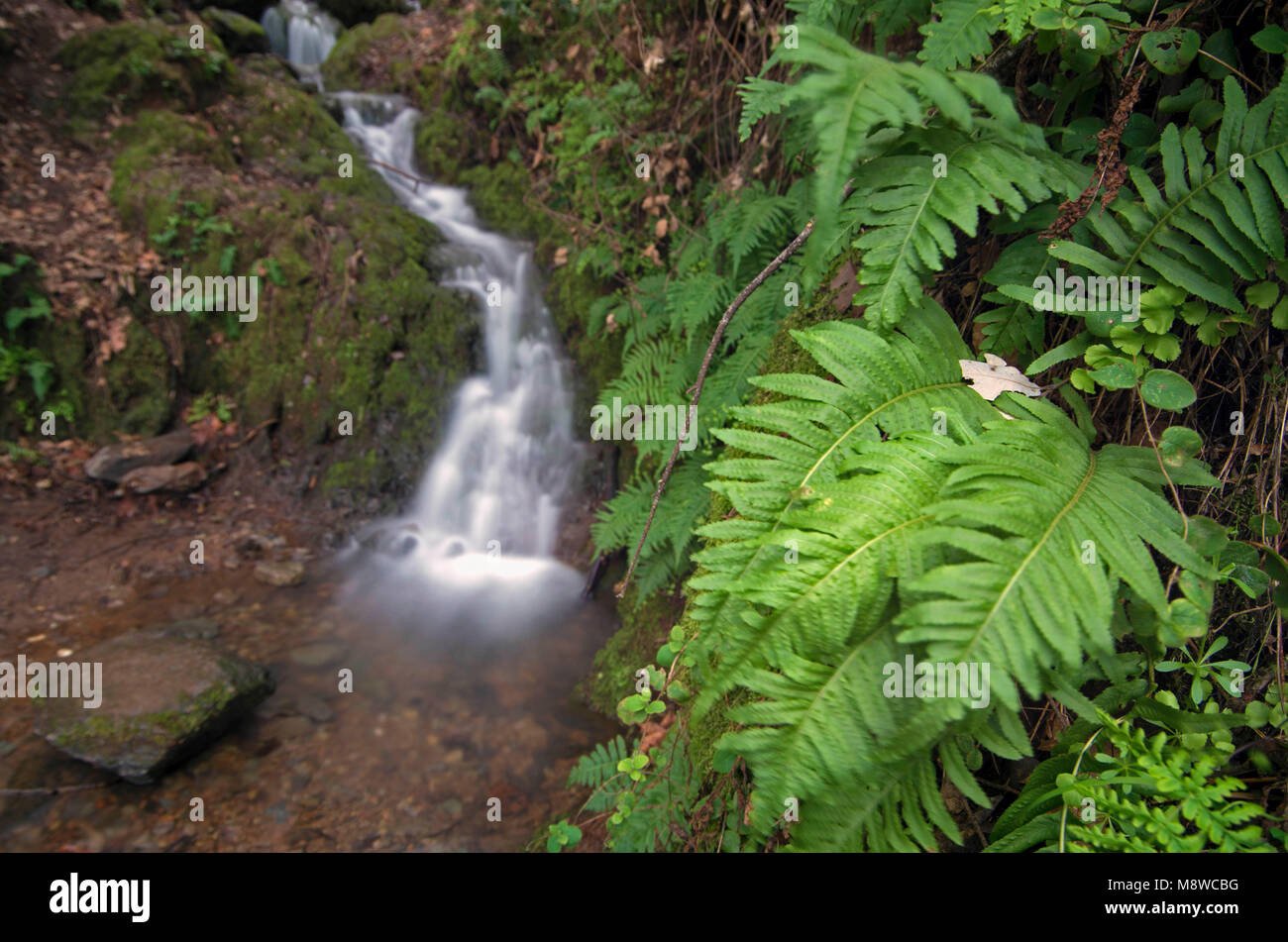 Auburn State Recreation Area provides great hiking opportunity Stock