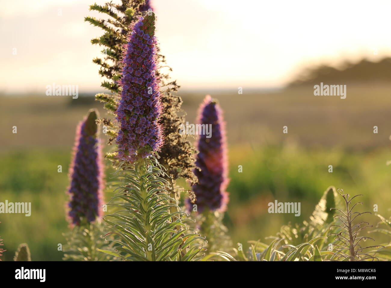 Purple echium, backlit by the sunset, California coastal garden. Stock Photo