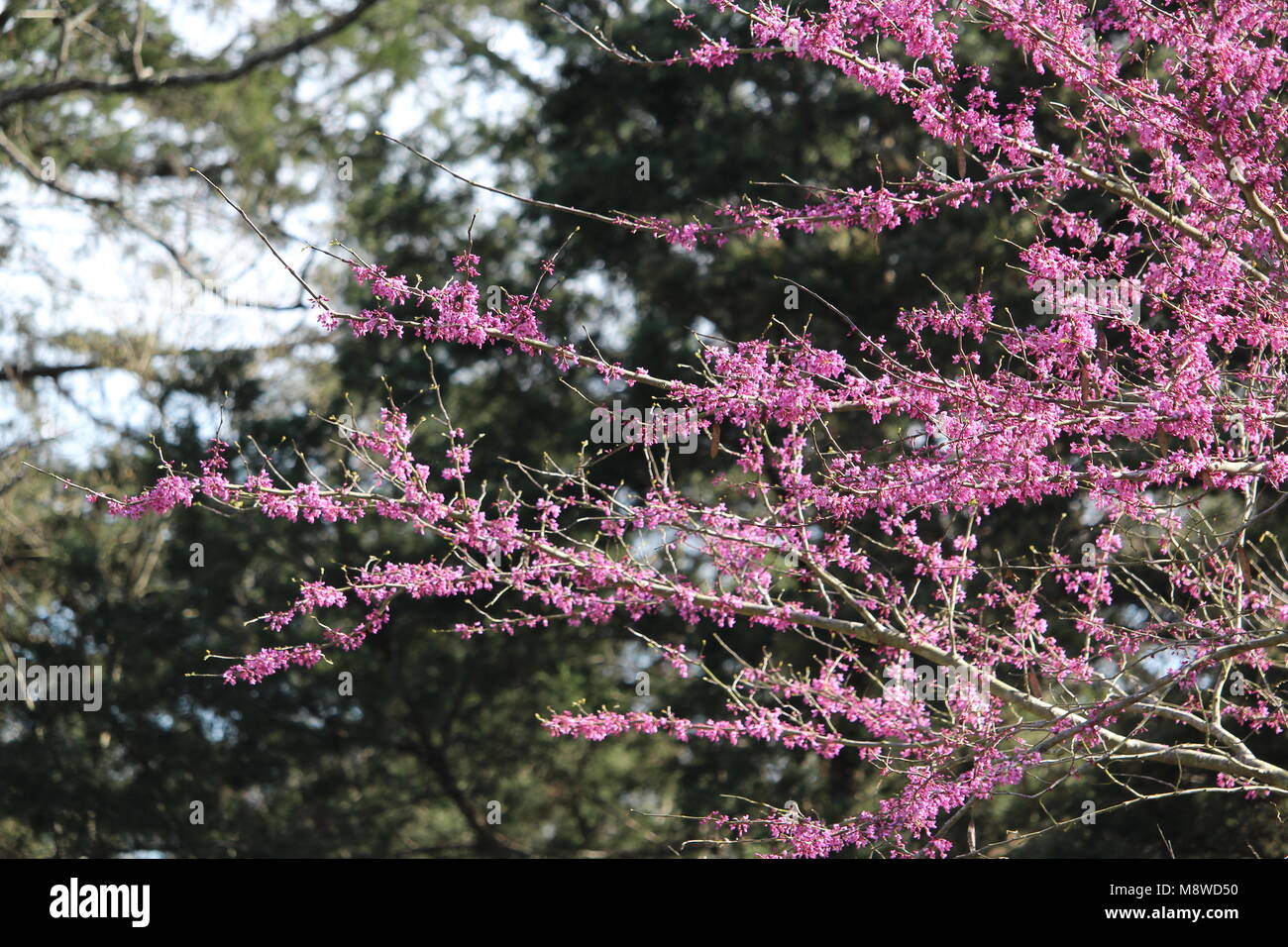 Eastern Redbud Tree Stock Photo