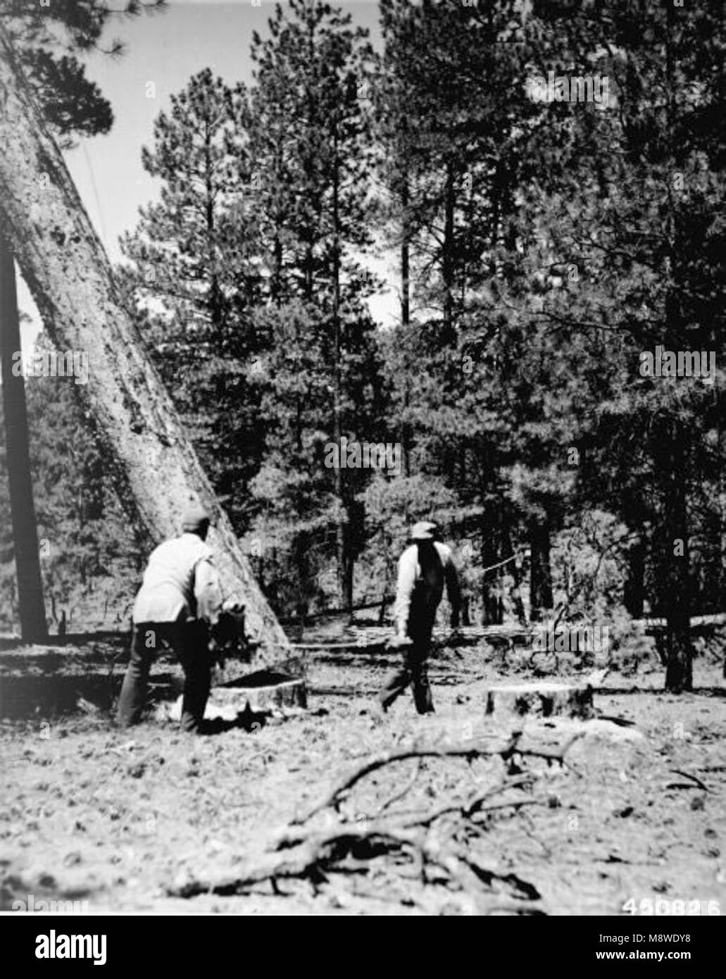 Vintage black and white photo history of life and work in the forest.. Stock Photo