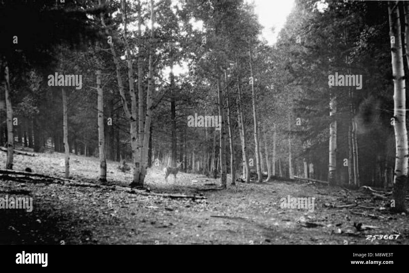 Vintage black and white photo history of life and work in the forest.. Stock Photo