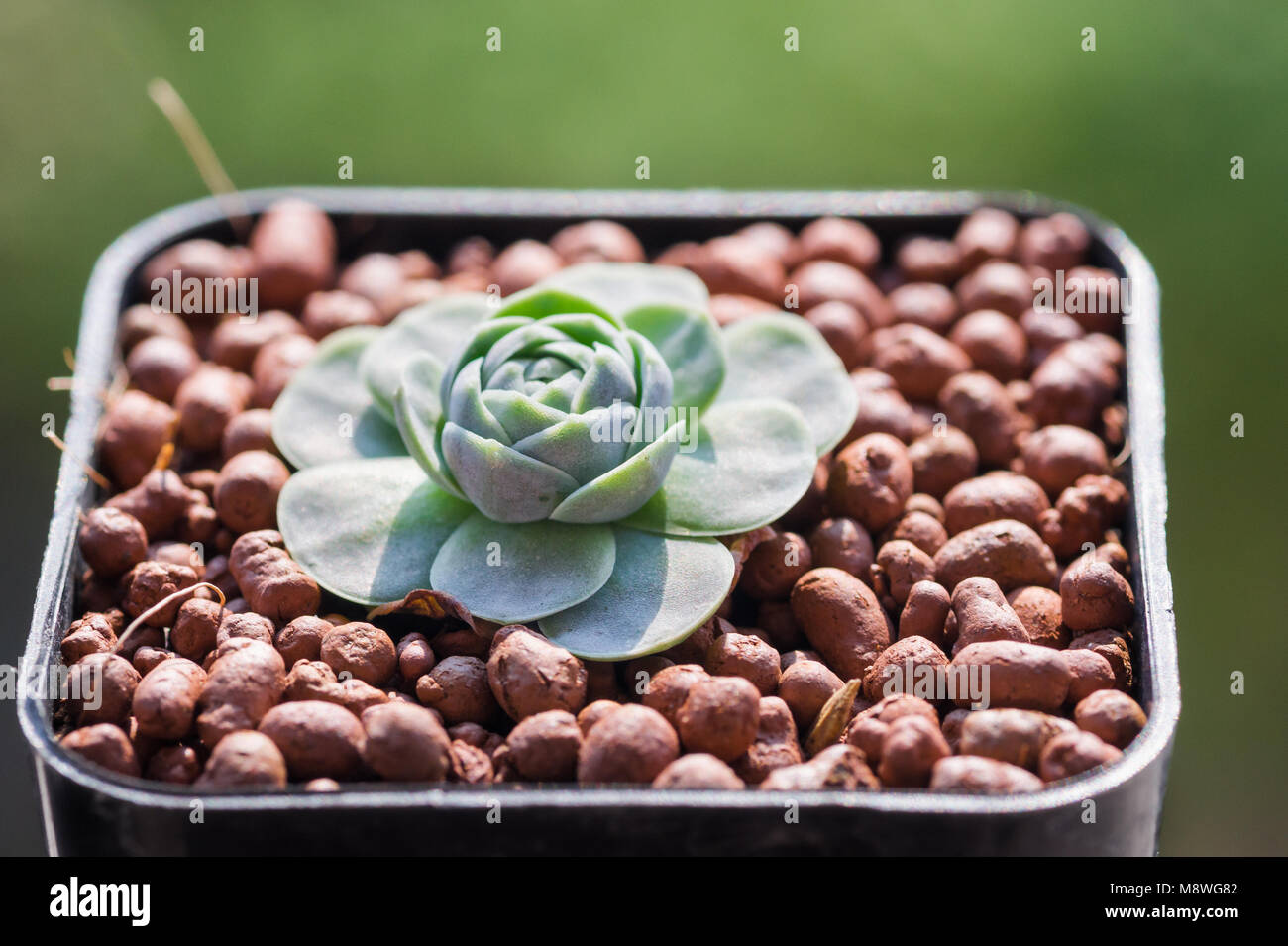 Succulents or cactus in desert botanical garden for decoration and agriculture design. Orostachys boehmeri (Dunce's Cap, Chinese Dunce Cap) Stock Photo