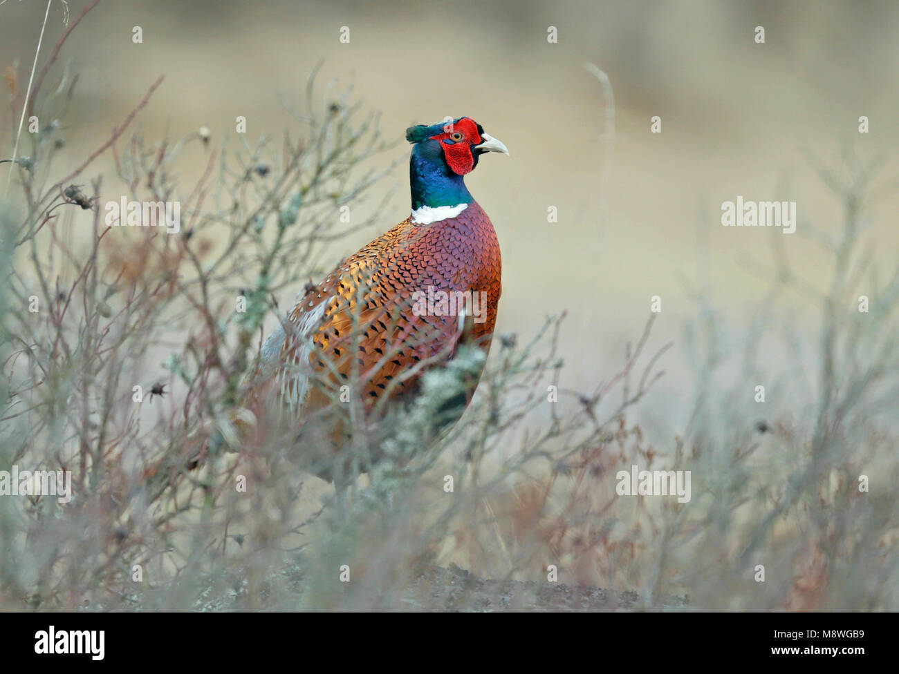 Fazant; Common Pheasant (Phasianus colchicus Stock Photo - Alamy
