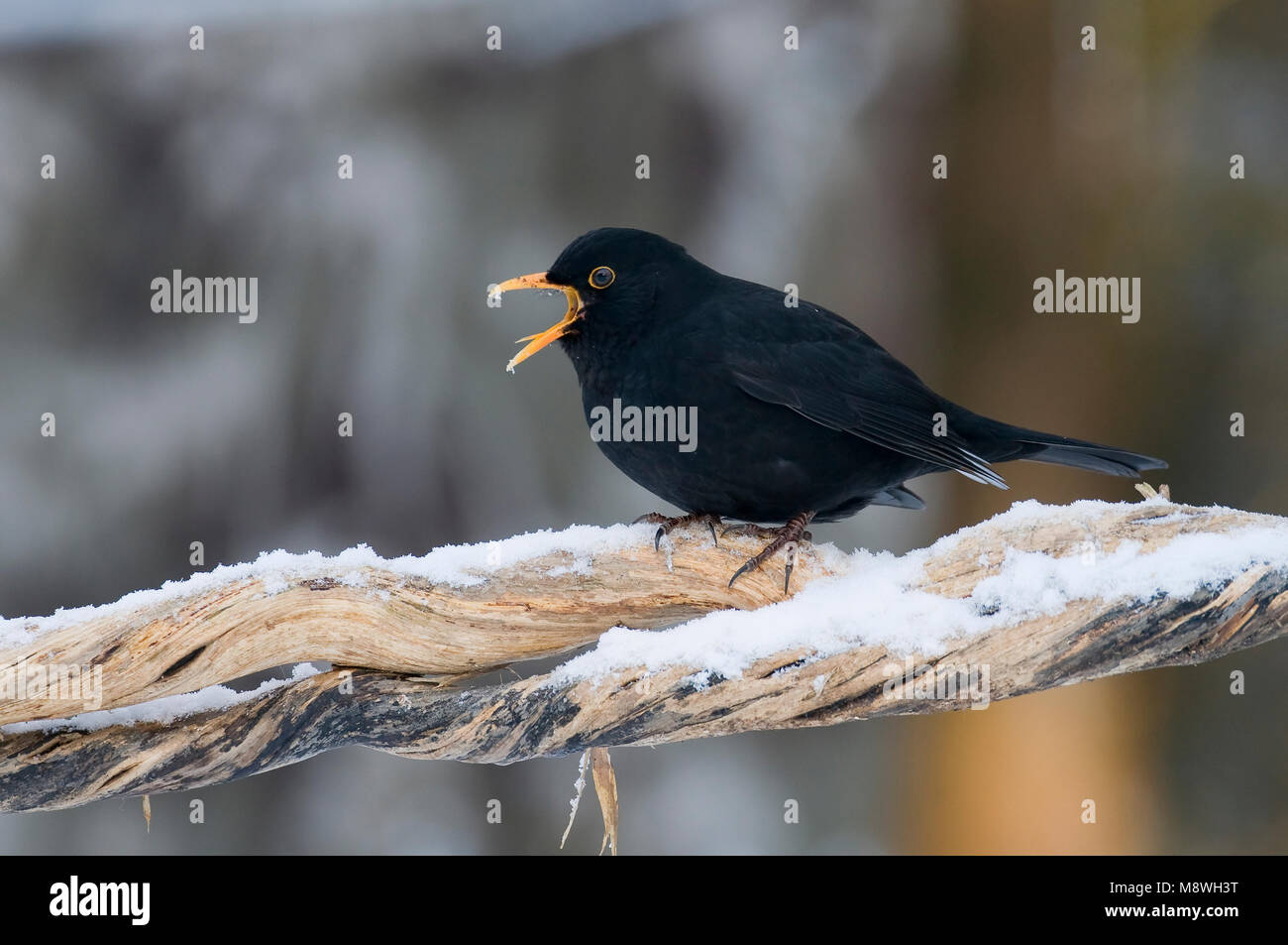 Merel roepend in de winter; European Blackbird calling in winter Stock Photo