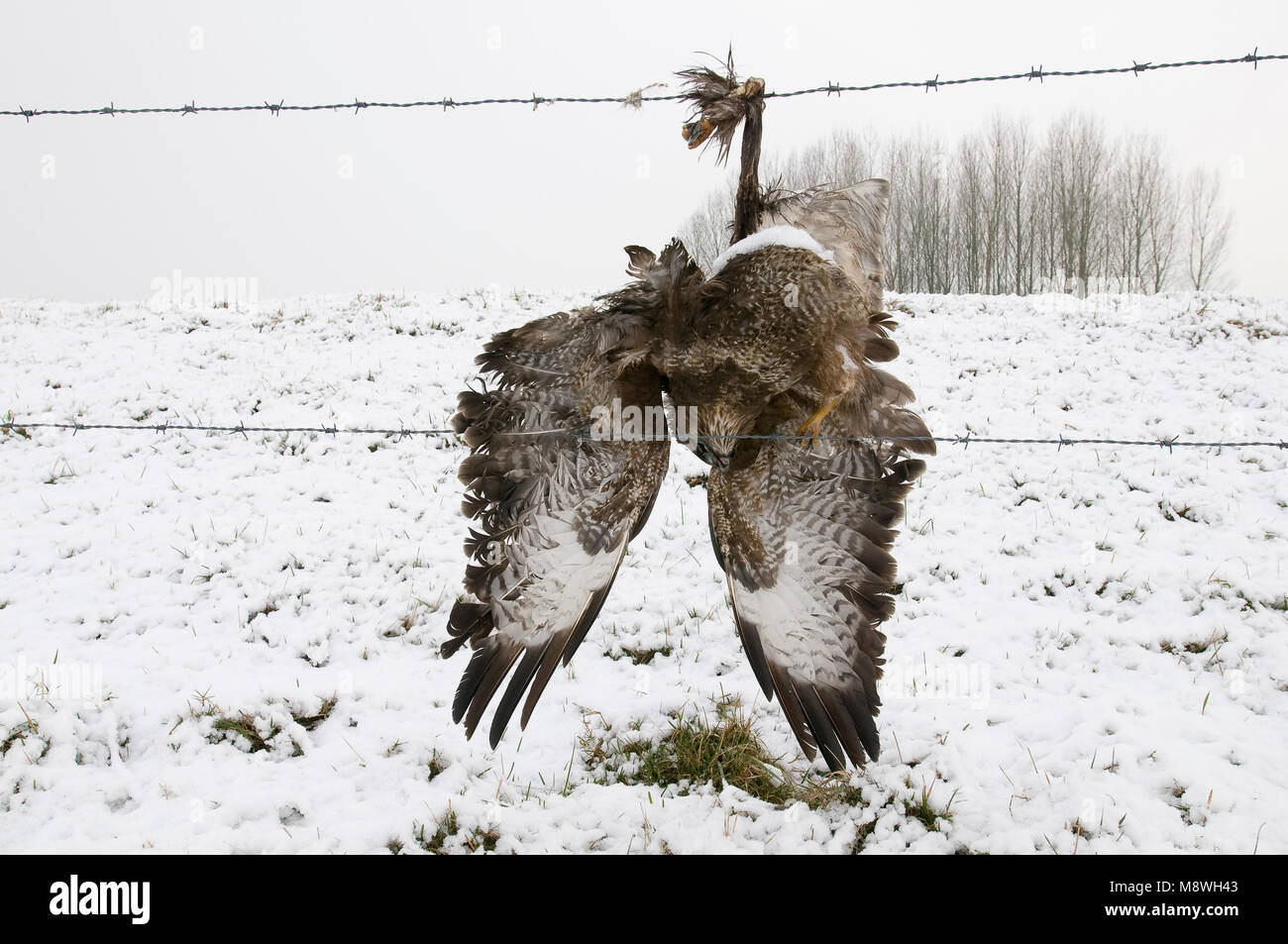 Buizerd dood in prikkeldraad, Common Buzzard dead in barbed wire Stock Photo