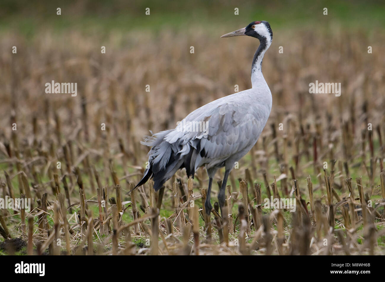 Kraanvogel staand in veld; Common Crane standing in field Stock Photo