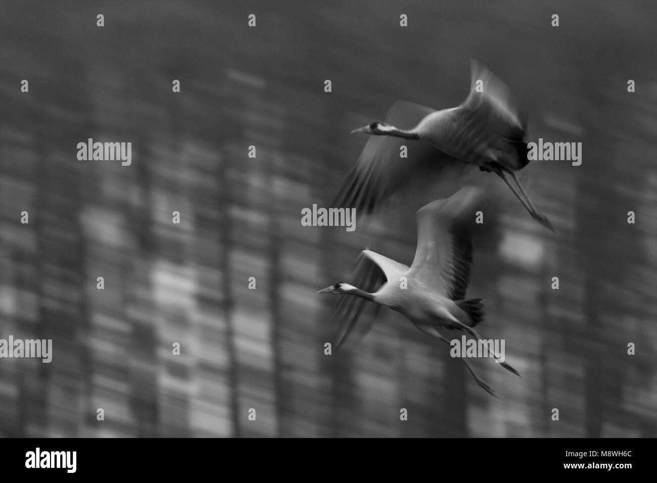 Kraanvogel  vliegend; Common Crane  flying Stock Photo