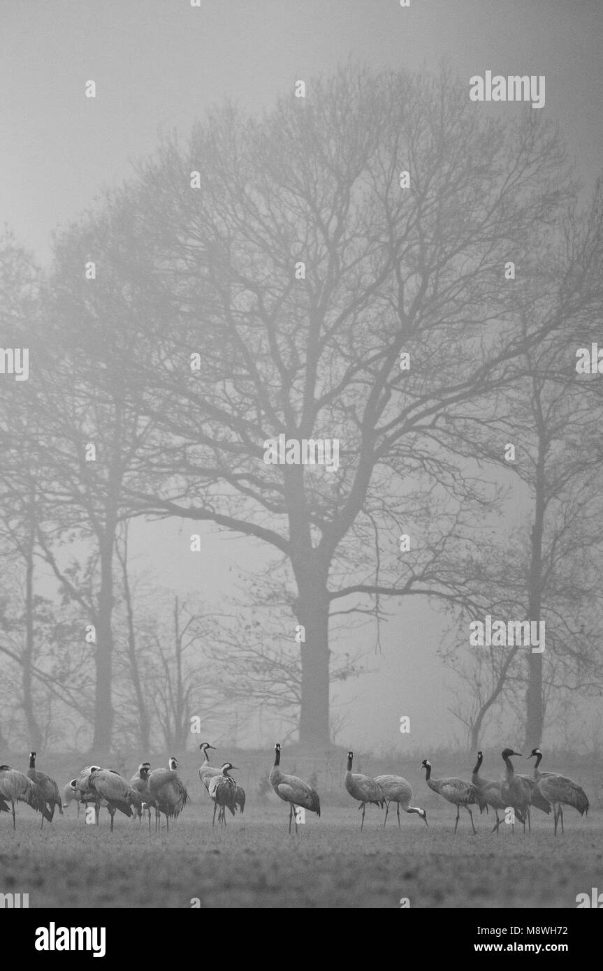 Groep Kraanvogels in ochtendnevel; Group of Common Cranes in morning fog Stock Photo