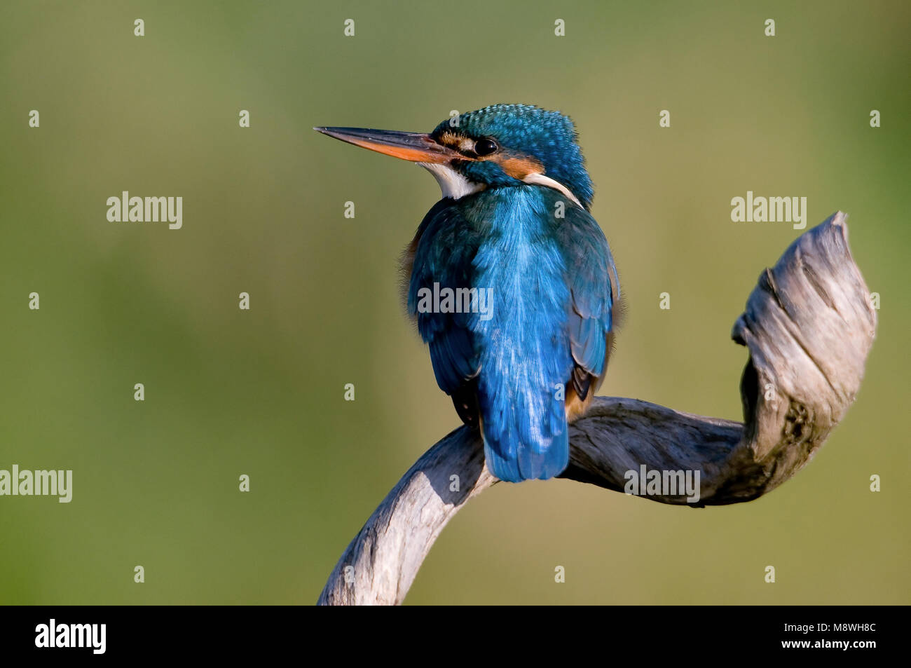 IJsvogel zittend; Common Kingfisher perched Stock Photo