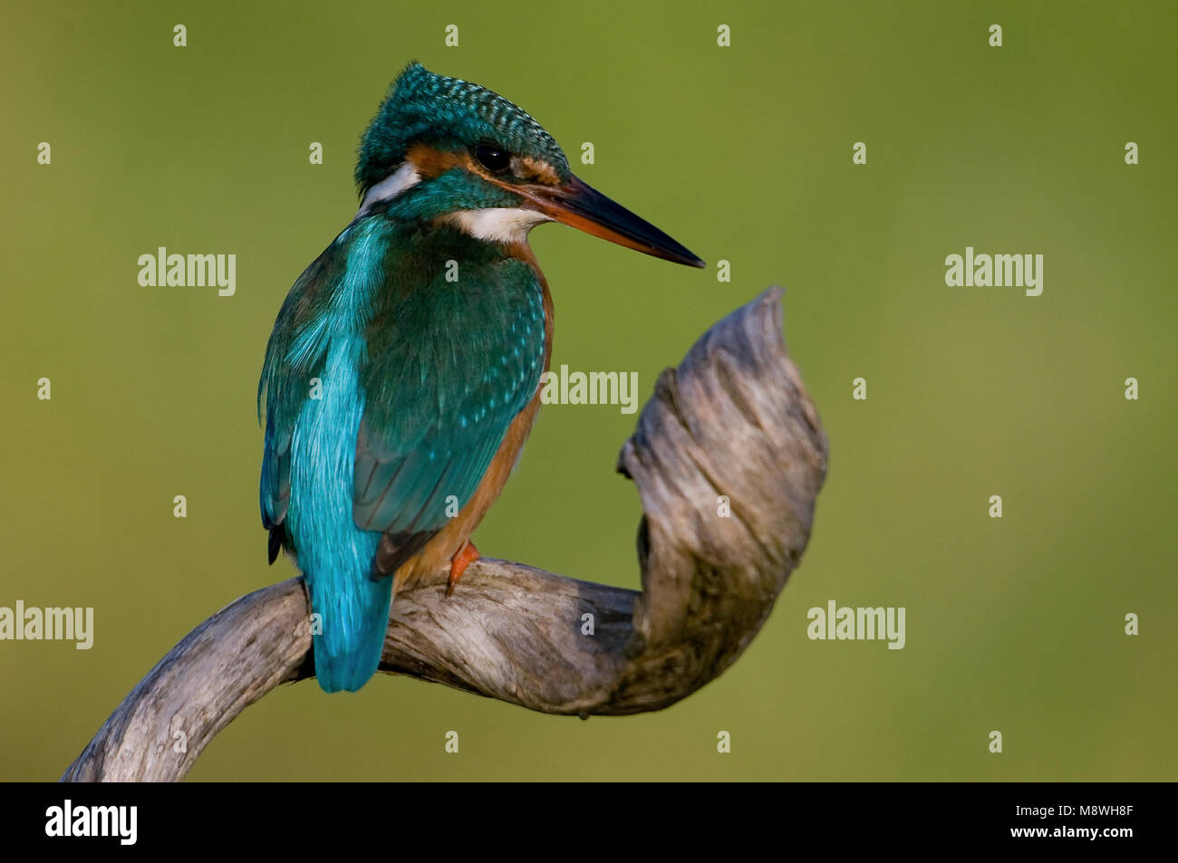 IJsvogel zittend; Common Kingfisher perched Stock Photo