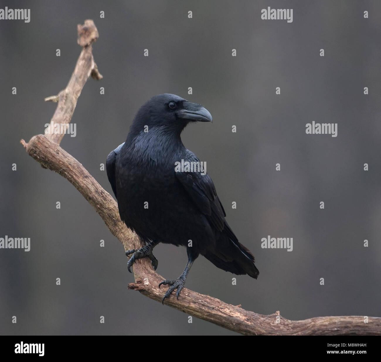 Raaf zittend; Common Raven perched Stock Photo