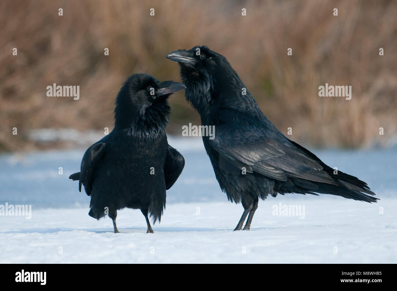 Raaf Common Raven Grand Corbeau Freux Kolkrabe Stock Photo Alamy