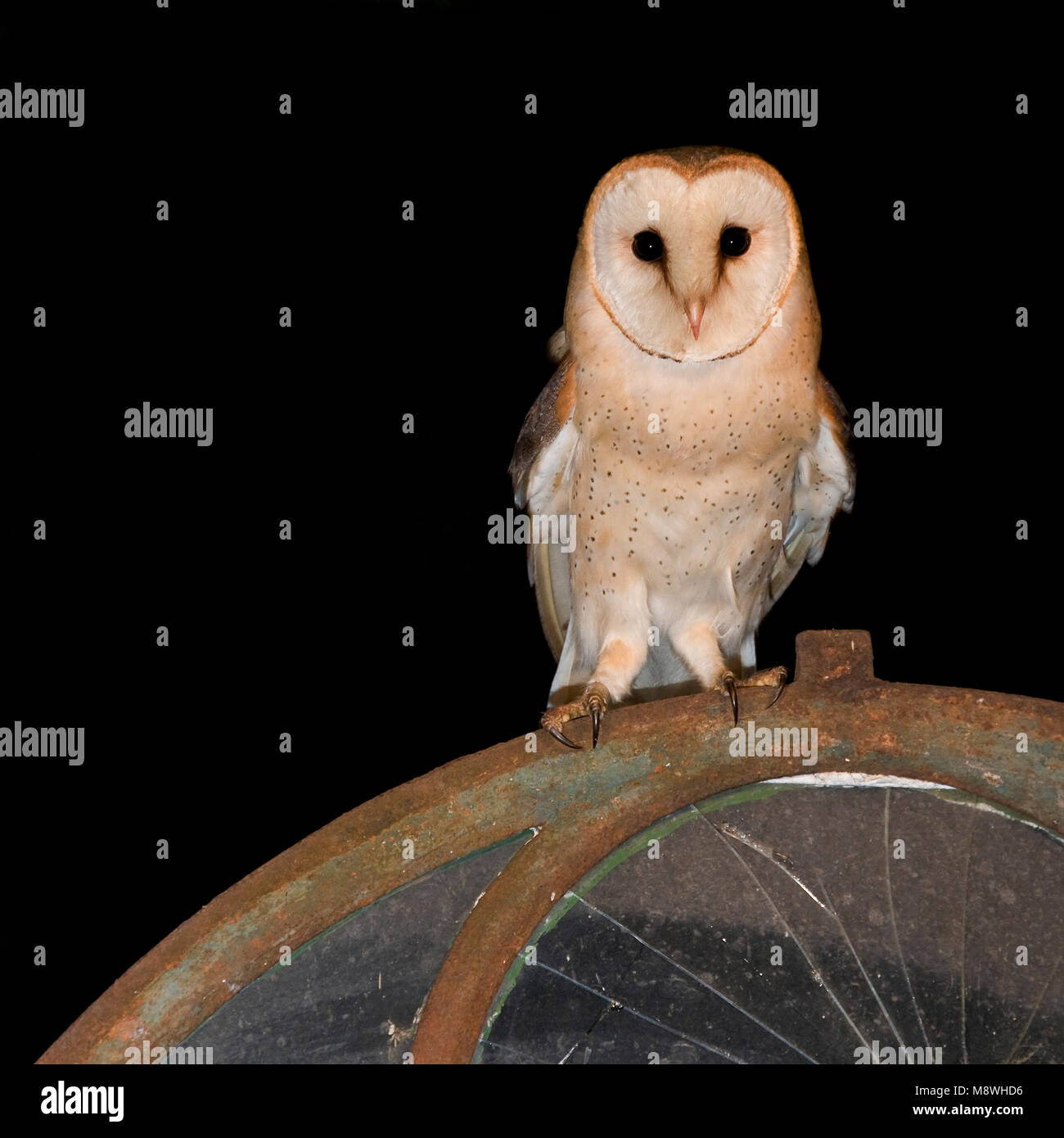 Kerkuil in schuur; Dark Barn Owl perched in barn Stock Photo