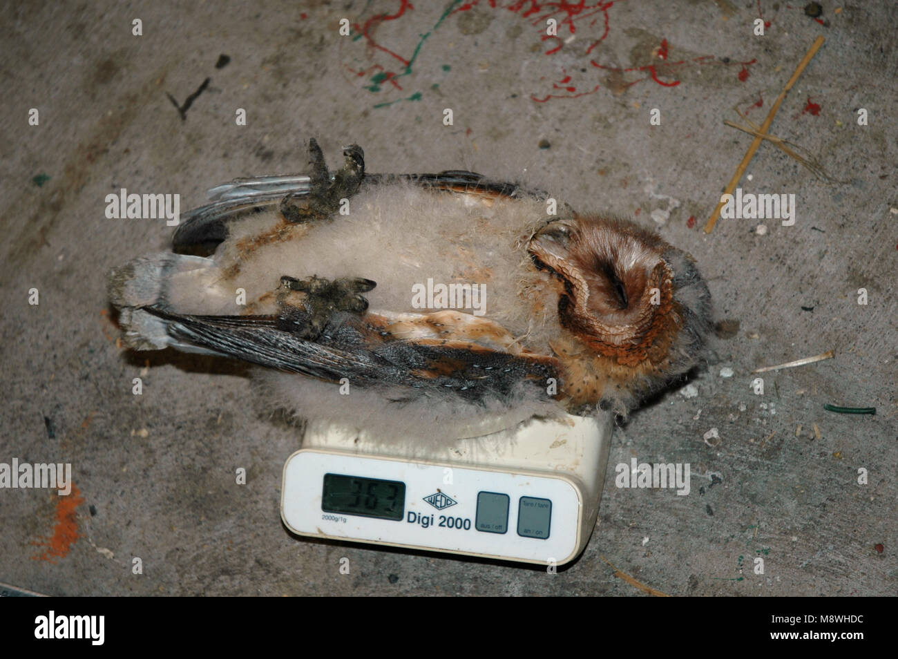 Barn Owl during banding session of chicks Stock Photo