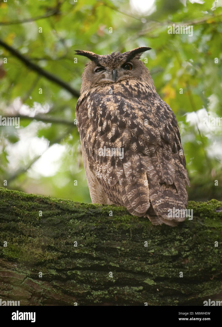Oehoe zittend in een boom; Eurasian Eagle Owl perched in a tree Stock Photo